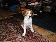 Hondje