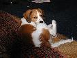 Hondje