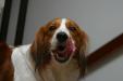 Hondje